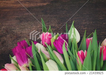 bouquet of pink, purple and white tulips bouquet of pink, purple and white tulips 21439925