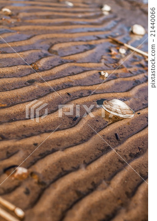 Shell rests on a letter Shell rests on a letter 21440066