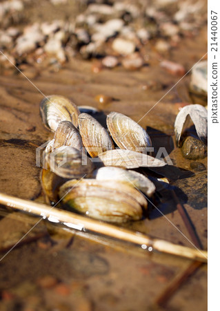 Shell lying on the sand Shell lying on the sand 21440067