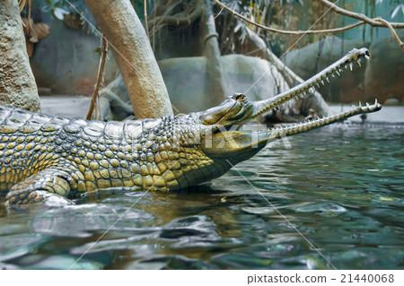 Green crocodile at the Zoo Prague Green crocodile at the Zoo Prague 21440068