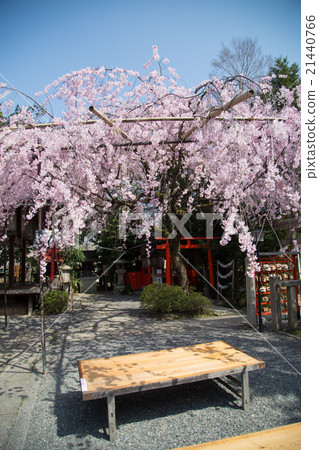 In the precincts of the fireworks Tenman-gu Shrine, Beni shimarezakura 21440766