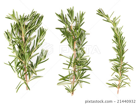 rosemary rosemary 21440932