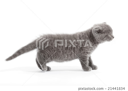 kitten isolated on white background kitten isolated on white background 21441834