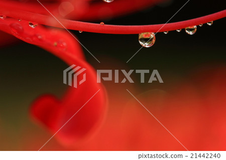 Higanbana花waterdrop 21442240