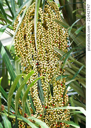 图库照片: ripe betel nut or are-ca nut palm on tree