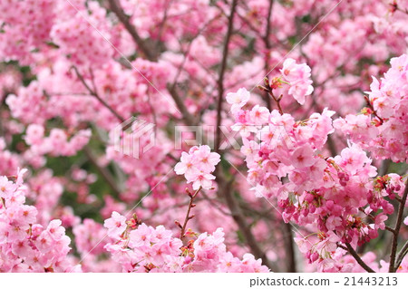 粉紅色的櫻花 粉紅色的櫻花 21443213