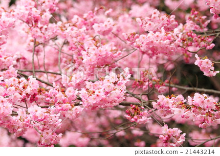 Pink cherry blossoms 21443214