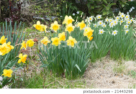 Two types of daffodils and tsukushi 1 Two types of daffodils and tsukushi 1 21443298