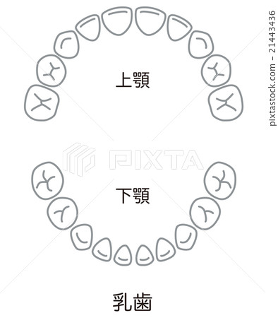 牙齒排 21443436