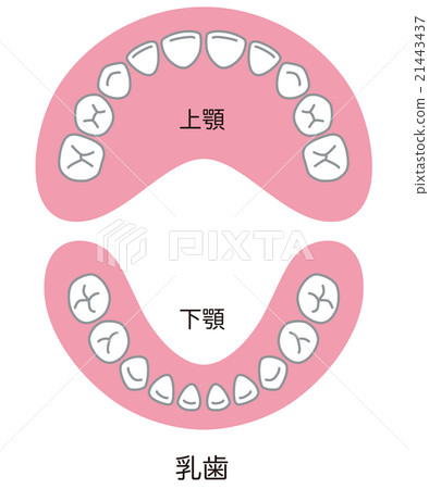 牙齒排 牙齒排 21443437
