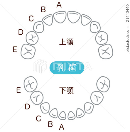 牙齒排 牙齒排 21443440