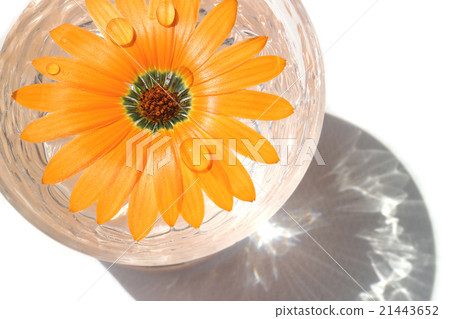 橙色Dimorphoseca和玻璃水 21443652
