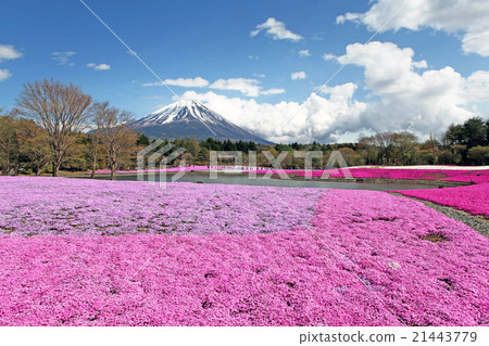 Fuji Shiba cherry-blossom Festival 21443779