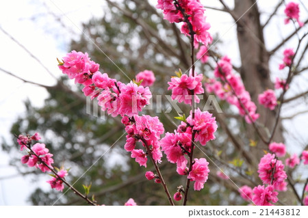 Peach blossoms　 21443812