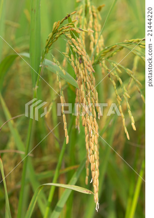 paddy rice in rice field paddy rice in rice field 21444220