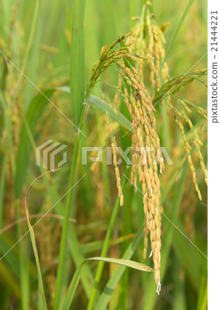 paddy rice in rice field paddy rice in rice field 21444221