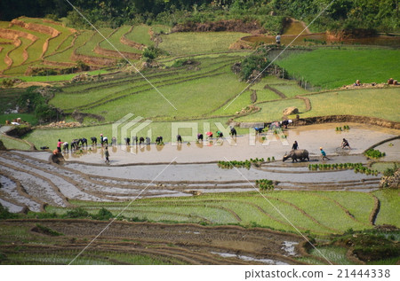Vietnamese Sapa Beautiful rice paddy rice planting people of the Mong people 21444338