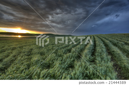 Newly planted crop Newly planted crop 21444389