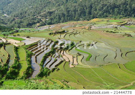 Vietnamese Sapa Beautiful rice paddy rice planting people of the Mong people 21444778