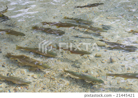 一群鱒魚 21445421