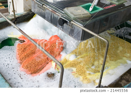 Germination of rice seeds 1 21445556