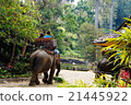 elephant, travel, travelling 21445922