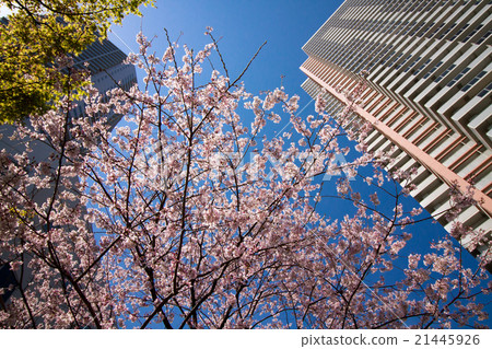 Shinonome運河法院的櫻花 Shinonome運河法院的櫻花 21445926