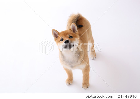 Shiba Inu puppy 21445986