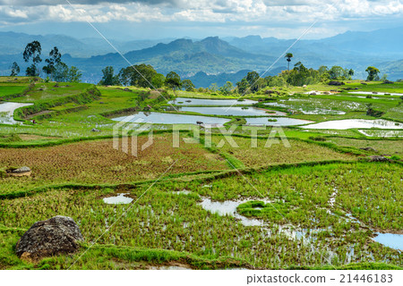 Green rice field in Tana Toraja Green rice field in Tana Toraja 21446183