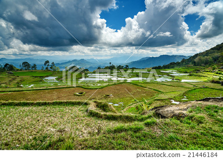Green rice field in Tana Toraja Green rice field in Tana Toraja 21446184