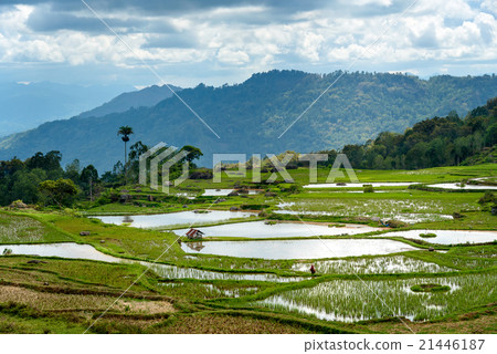 Green rice field  in Tana Toraja 21446187