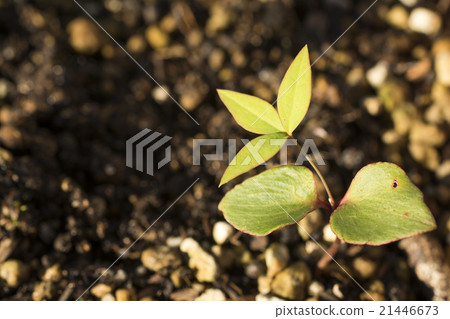 南部天空的芽 南部天空的芽 21446673