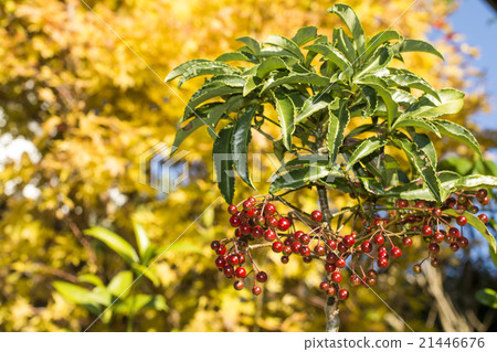 Many thousand real fruits back in the yellow leaves 21446676