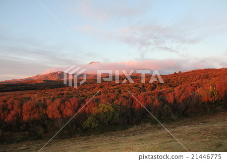 Dusk, a meadow dyed red 21446775