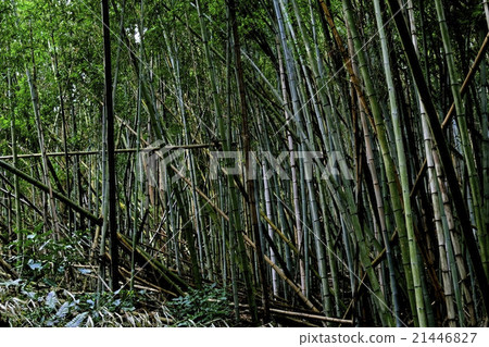 Chaotic bamboo forest Landscape of bamboo bushes clunky Chaotic bamboo forest Landscape of bamboo bushes clunky 21446827