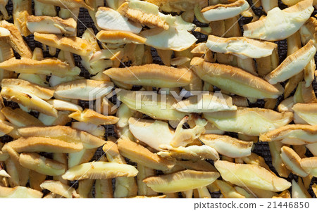 Boletus mushrooms sliced and stacked for drying Boletus mushrooms sliced and stacked for drying 21446850