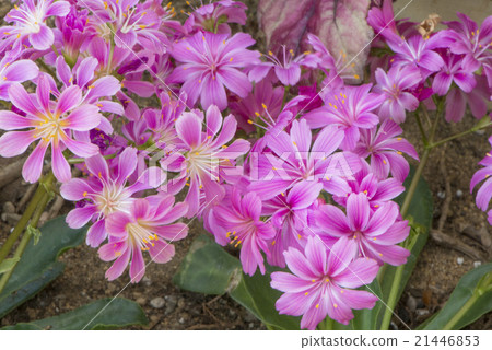 Reuishia Reuishia 21446853