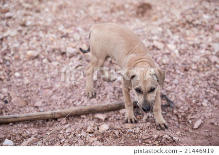 Lonely homeless dog on the road Lonely homeless dog on the road 21446919