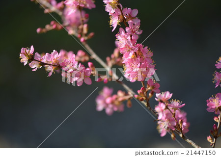 Yulium的花 Yulium的花 21447150