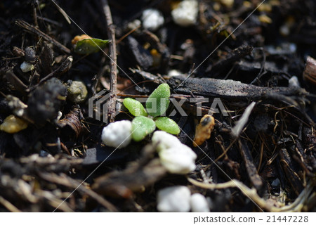 冰植物的萌芽 21447228