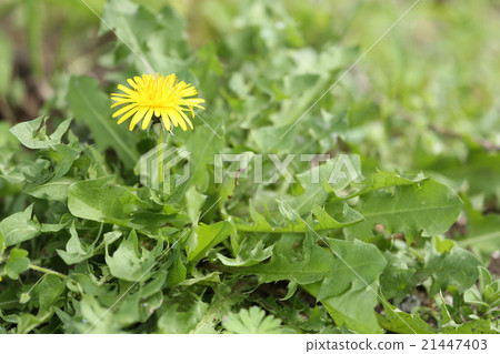西部蒲公英 21447403