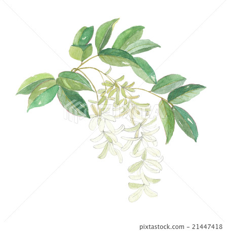 黃色的花 21447418