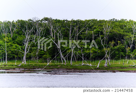 北海道諾肯半島的Todoara 21447458