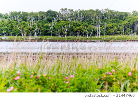 Todoara in the Noken Peninsula, Hokkaido 21447466