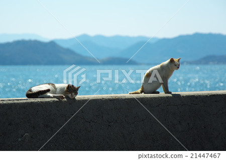 Cat in Setouchi 21447467
