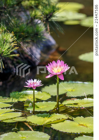 Water lily Water lily 21447586