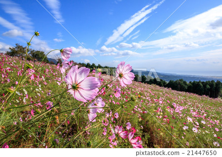 Cosmos field @ Shirakigami, Isahaya city, Nagasaki prefecture 21447650