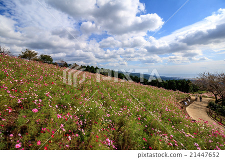 Cosmos field @ Shirakigami, Isahaya city, Nagasaki prefecture 21447652