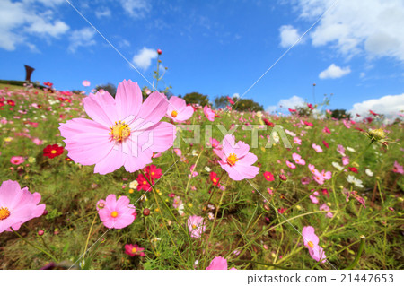 Cosmos field @ Shirakigami, Isahaya city, Nagasaki prefecture 21447653