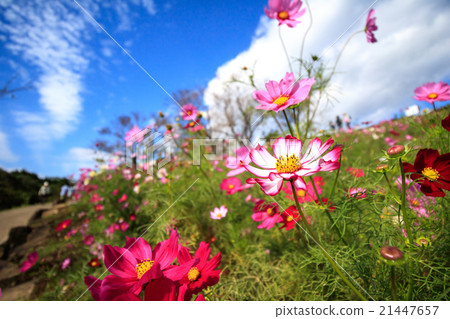 Cosmos field @ Shirakigami, Isahaya city, Nagasaki prefecture 21447657